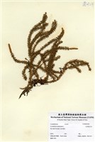 藏品(杉葉曼石松)的圖片